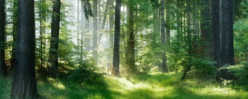 Modalités de transmission et fiscalité pour les propriétaires de forêts en France (La lettre du Notaire N°110) - La lettre des Notaires de France Mars 2020 - Notaire Ville-d'Avray 92410 - Office Notarial Maître Delphine MARIE-SUTTER